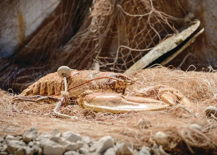 Bartulovici Iv شقة *